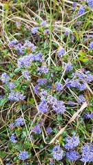Ceanothus gloriosus gloriosus