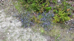 Ceanothus gloriosus gloriosus