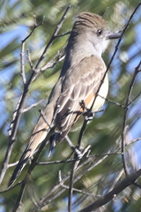 Myiarchus tyrannulus