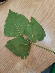 Magnoliopsida