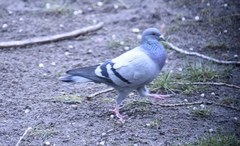 Columba livia domestica