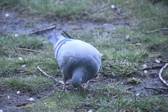 Columba livia domestica