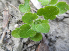 Veronica sublobata