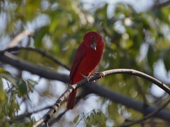 Piranga rubra