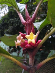 Pentagonia