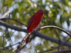 Piranga rubra
