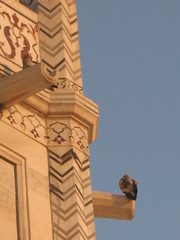 Neophron percnopterus