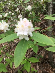 Rhododendron carolinianum