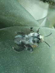 Anthophora dispar