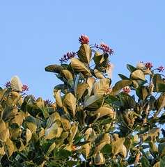 Erythrina fusca