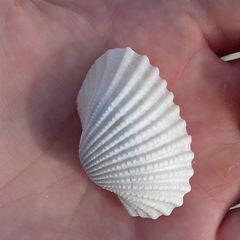 Tegillarca