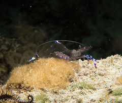 Ancylomenes sarasvati