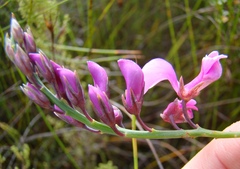 Indigofera filifolia