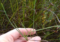 Indigofera filifolia