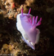 Hypselodoris violacea