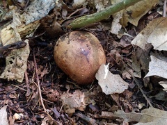Scleroderma michiganense