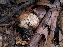Scleroderma michiganense