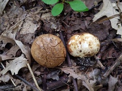 Scleroderma michiganense