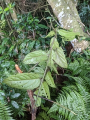 Rubus pyrifolius