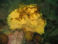 Halichondria sitiens