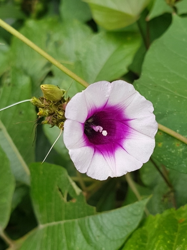 Ipomoea batatas