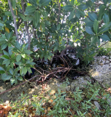 Rhizophora mangle image