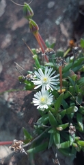 Delosperma karrooicum