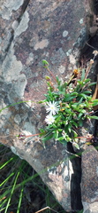Delosperma karrooicum