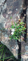 Delosperma karrooicum