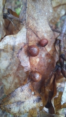 Cynips quercusfolii