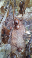 Cynips quercusfolii