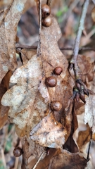 Cynips quercusfolii