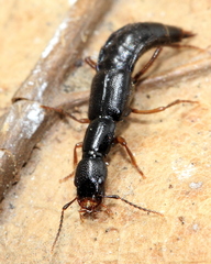 Homaeotarsus cinctus