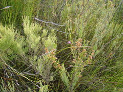 Indigofera filifolia