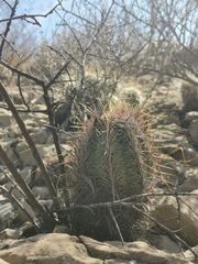 Thelocactus bicolor bicolor