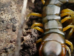 Scolopendra cingulata