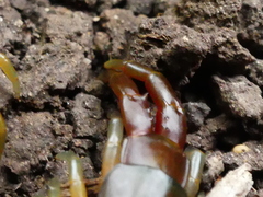 Scolopendra cingulata