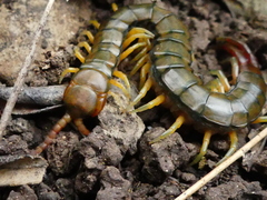 Scolopendra cingulata
