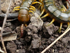 Scolopendra cingulata