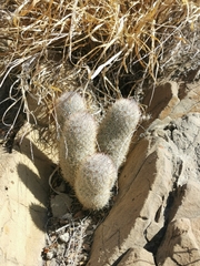 Mammillaria pottsii