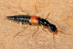 Homaeotarsus cribratus