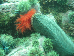 Cucumaria frondosa