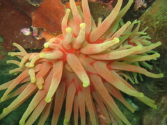 Cribrinopsis similis