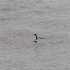 Podiceps auritus