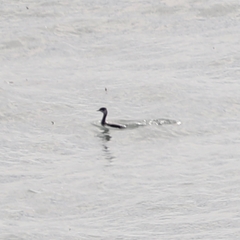 Podiceps auritus