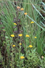 Helichrysum umbraculigerum