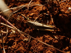 Chorthippus brunneus