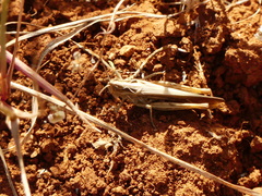 Chorthippus brunneus