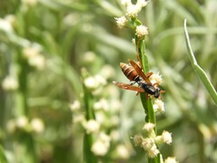 Polistes billardieri