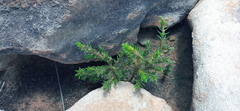 Crassula lanceolata